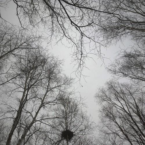 Photo #4586869