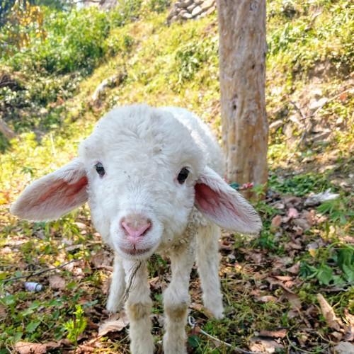 sheep