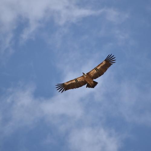 Photo #4587489