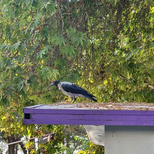 Photo #4587971