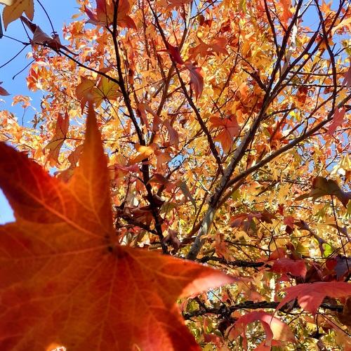 Autumn colors