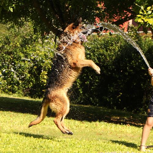 My dog's summer