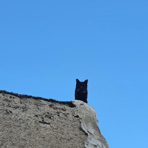 Photo #4589196