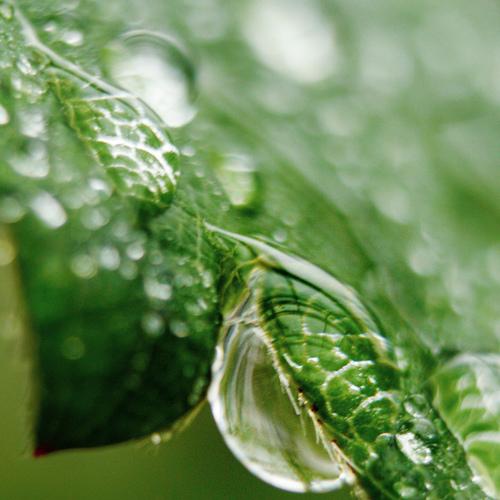 Photo #4590556