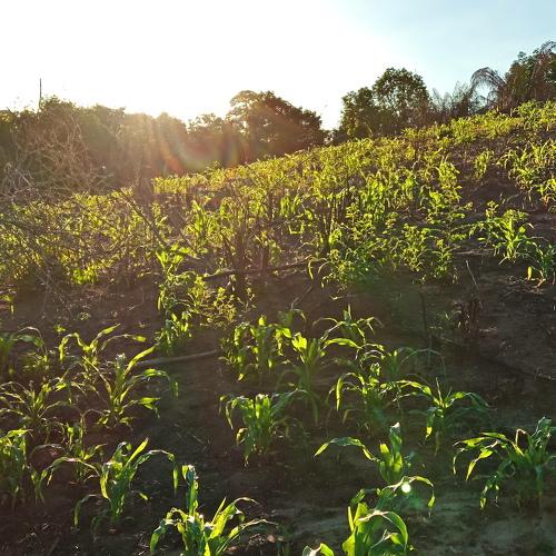 Photo #4590792