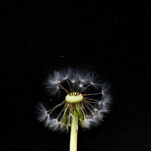 Photo #4591052
