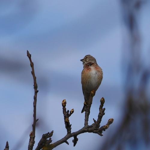 Photo #4591308