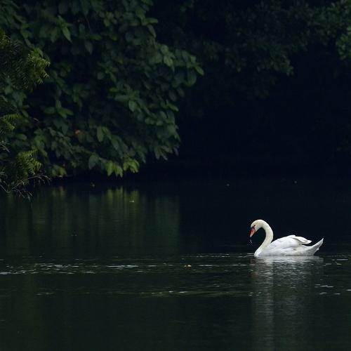 Photo #4591312