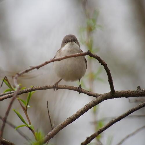 Photo #4591315