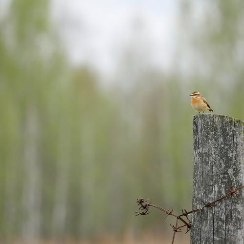 Photo #4591786