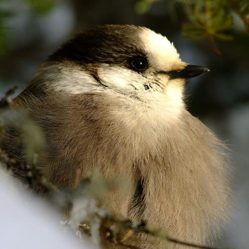 Photo #4591856