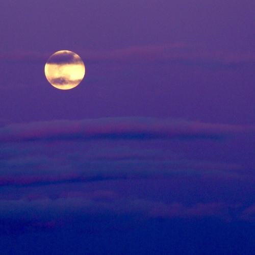 Photo #4591960