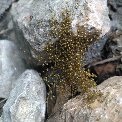 Photo #4592177