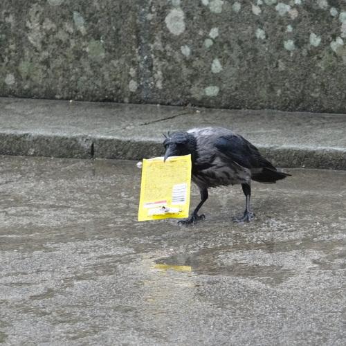 Photo #4592570