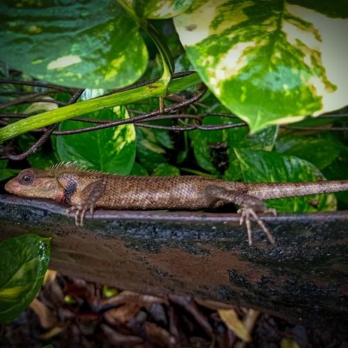 Chameleon