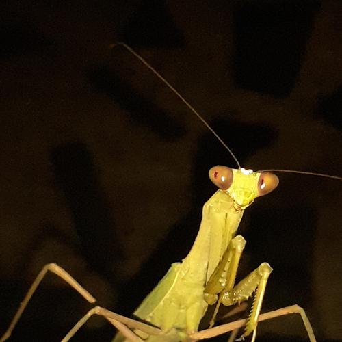 Praying Mantis