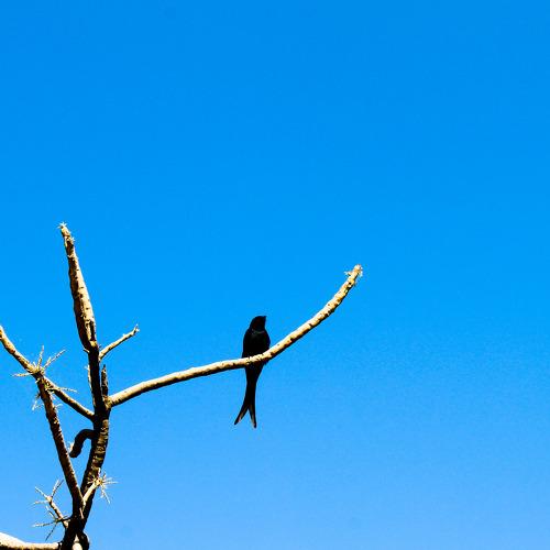 Photo #4593010