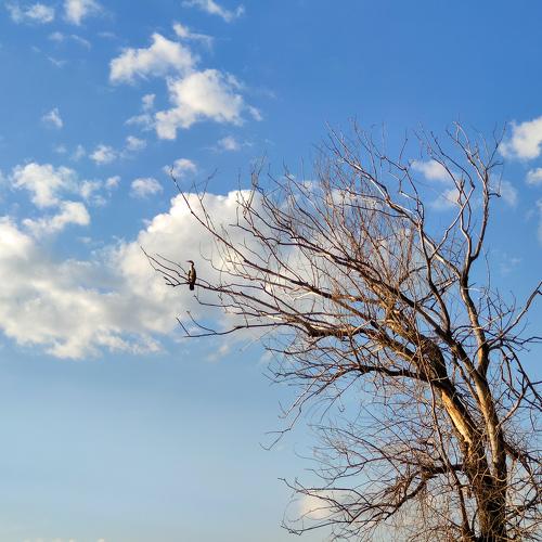 Photo #4594778