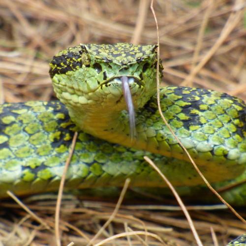 Photo #4594902