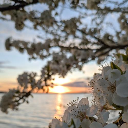 Photo #4595468
