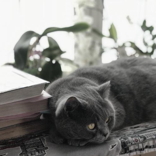Photo #4596175