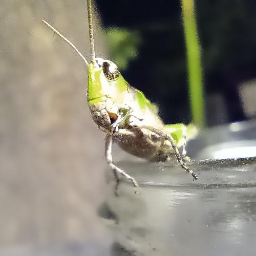 Insecto curioso 2