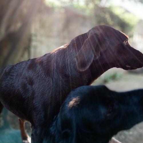 Photo #4596236