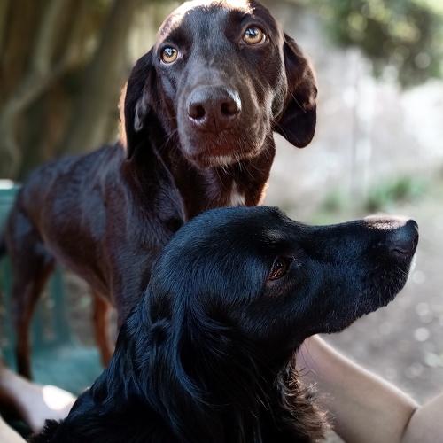 Photo #4596238
