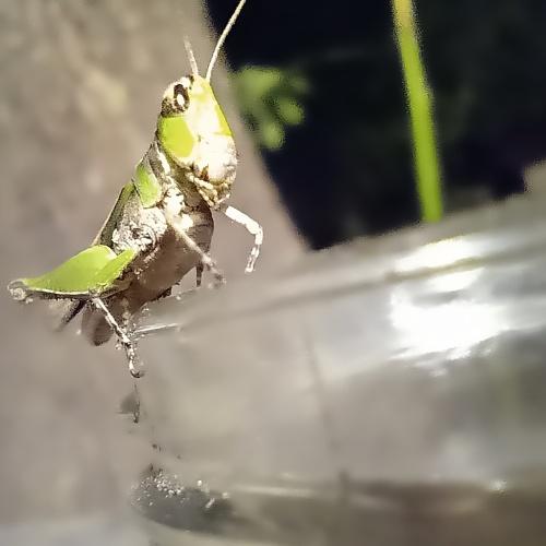 Photo #4596517