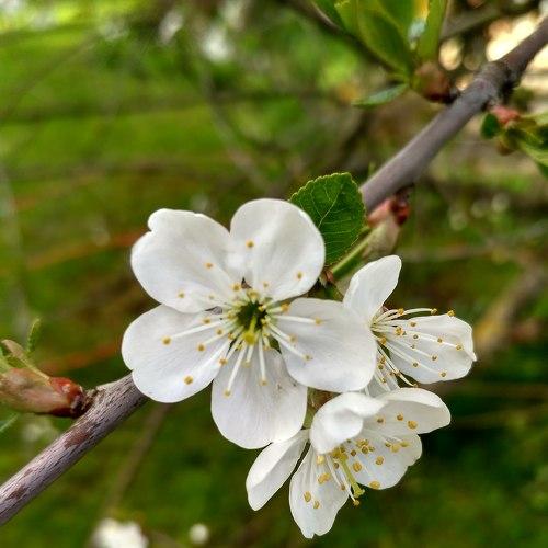 Photo #4596969