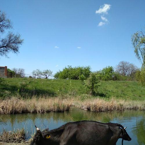 Photo #4597175