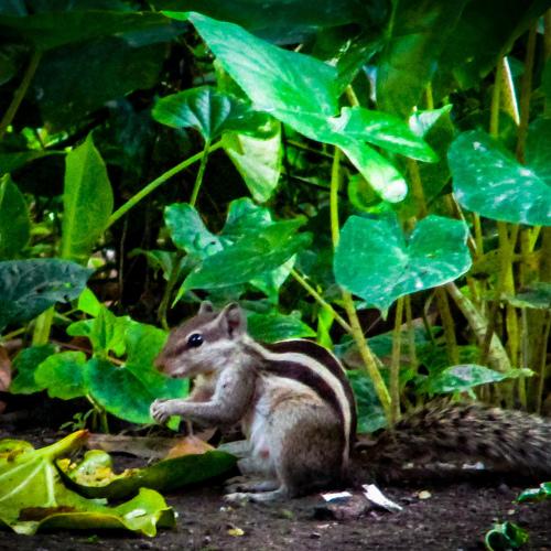 Photo #4597685