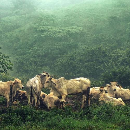 Photo #4598664