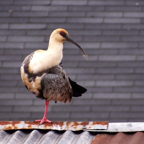 Photo #4598680