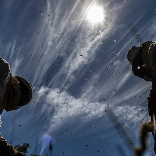 Photo #4598753