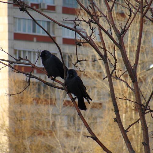 Photo #4598841
