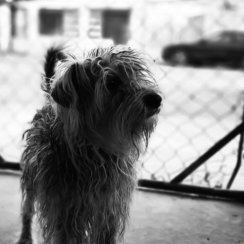 Photo #4598980