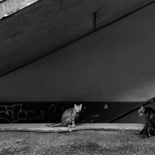 Photo #4599465
