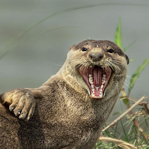 Photo #4599535