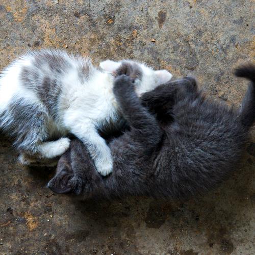 Photo #4600232