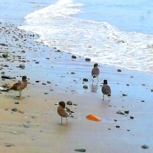 Birds in The Beach
