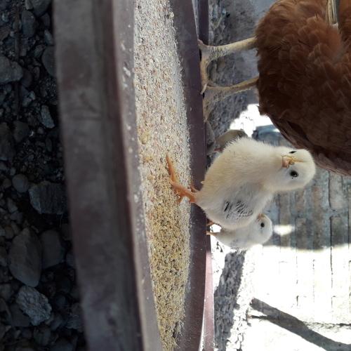 Photo #4600907