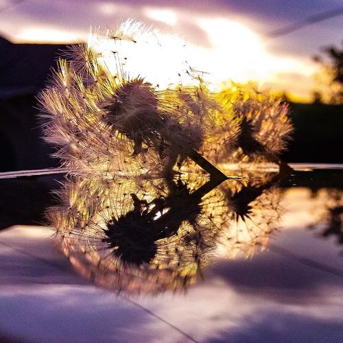 Photo #4600982