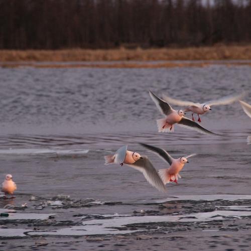 Photo #4602128