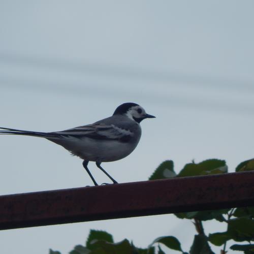 Photo #4602831