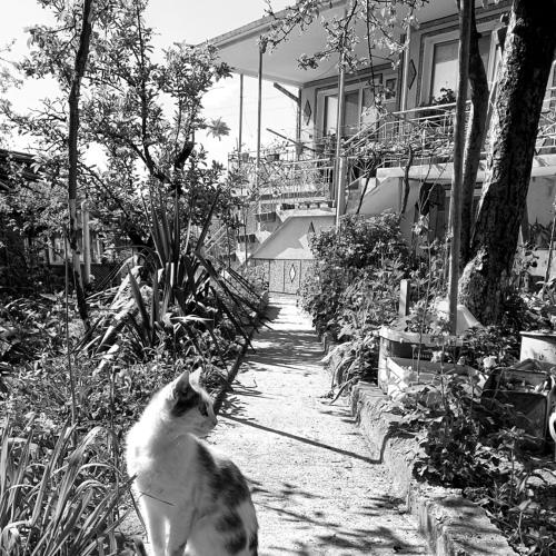 Photo #4604345