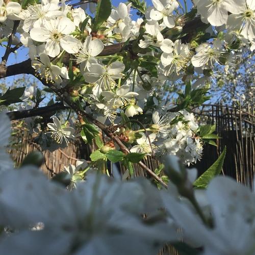 Flowering