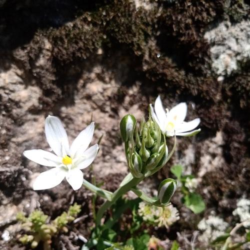 Snowdrop in a rock