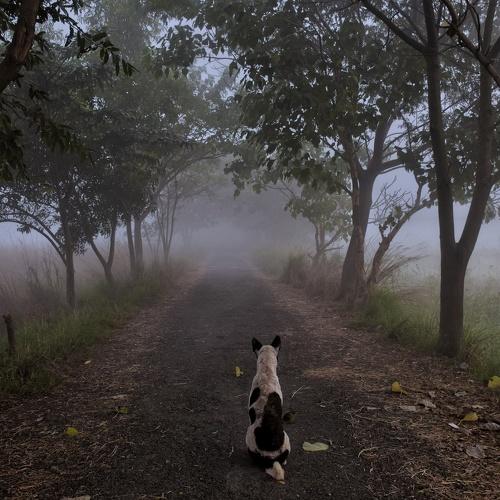 Foggy morning