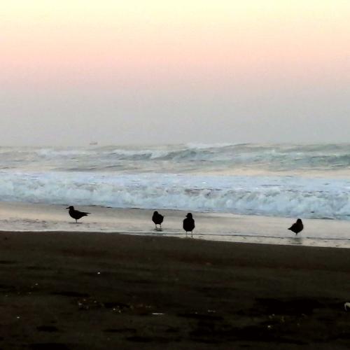 Pericas en playas peruanas